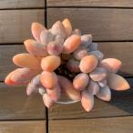 ショッピングエケベリア 農園直売 多肉植物 寄せ植え エケベリア属 オレンジギンチャク（群）観葉植物 インテリア　多肉専門VERVE