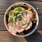 ショッピングエケベリア 農園直売 多肉植物 寄せ植え エケベリア属 チワワエンシス錦（単）観葉植物 インテリア　多肉専門VERVE
