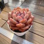 農園直売 多肉植物 寄せ植え エケベリア属 Snow Angel(単) 超美苗 観葉植物 インテリア 多肉専門VERVE
