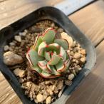 農園直売 多肉植物 寄せ植え エケベリア属 ストリクチフローラ ノヴァ(小)プラグ苗 観葉植物 インテリア 多肉専門VERVE