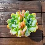 ショッピングエケベリア 農園直売 多肉植物 寄せ植え エケベリア属 海藍（2頭）観葉植物 インテリア　多肉専門VERVE