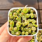  сельское хозяйство . прямые продажи суккулентное растение konofitsum...30-40 голова комплект супер выгода mesen декоративное растение интерьер много мясо специализация VERVE