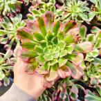  сельское хозяйство . прямые продажи суккулентное растение aeonium. venus ( одиночный ) декоративное растение интерьер много мясо специализация VERVE
