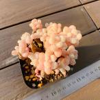  сельское хозяйство . прямые продажи суккулентное растение ....ekebe задний . крем ro здесь ( группа ) декоративное растение интерьер много мясо специализация VERVE