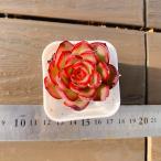 [ много мясо bai King ] сельское хозяйство . прямые продажи ....ekebe задний .. огонь ( одиночный ) штекер рассада pot рассада декоративное растение суккулентное растение интерьер много мясо специализация VERVE