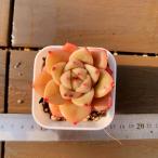 [ много мясо bai King ] сельское хозяйство . прямые продажи ....ekebe задний . цветок .( одиночный ) штекер рассада pot рассада декоративное растение суккулентное растение интерьер много мясо специализация VERVE