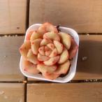 [ много мясо bai King ] сельское хозяйство . прямые продажи ....ekebe задний . Dream свет ( одиночный ) штекер рассада pot рассада декоративное растение суккулентное растение интерьер много мясо специализация VERVE