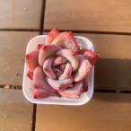 [ много мясо bai King ] сельское хозяйство . прямые продажи ....ekebe задний .. вид korola-ta( одиночный ) штекер рассада pot рассада декоративное растение суккулентное растение интерьер много мясо специализация VERVE