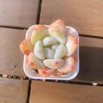 [ много мясо bai King ] сельское хозяйство . прямые продажи ....ekebe задний . клубника миндаль ( одиночный ) штекер рассада pot рассада декоративное растение суккулентное растение интерьер много мясо специализация VERVE