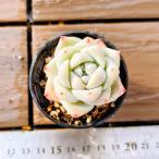 [ много мясо bai King ] сельское хозяйство . прямые продажи ....ekebe задний . шар . бабочка ( одиночный ) штекер рассада pot рассада декоративное растение суккулентное растение интерьер много мясо специализация VERVE