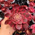  сельское хозяйство . прямые продажи суккулентное растение aeonium розовый wichi(.) одиночный прекрасный рассада декоративное растение интерьер много мясо специализация VERVE