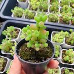 農園直売 多肉植物 寄せ植え ドロサンテマム ダイダイ（群）新品種　蜜橘ｘ金柑　観葉植物 インテリア　多肉専門VERVE