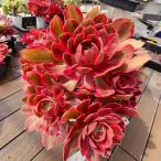  сельское хозяйство . прямые продажи суккулентное растение ....aeonium фиолетовый песок (.) группа сырой Special очень большой прекрасный рассада декоративное растение интерьер 