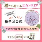 ショッピングエケベリア 農園直売 多肉植物　簡単育成 エケベリア属ミックス　種30粒 栽培 希少品種入り　観葉植物 　多肉専門VERVE