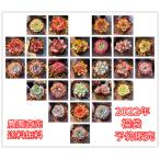 予約販売　送料無料　当店農園直売　 2022福袋　大好評　感謝祭　豪華　抜き苗　多肉専門VERVE