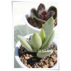 レウコフィルスアドロミスクス2寸ポ...