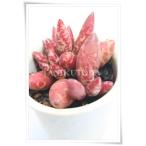 フィリカウリスレッドスポットアドロ...