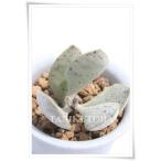 グラギリスアドロミスクス2寸ポット...