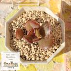 カラーアドロミスクス2寸ポット弁慶...