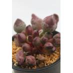 ビックインディアンアドロミスクス2...