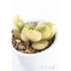 熊童子白斑コチレドン弁慶草科多肉植...