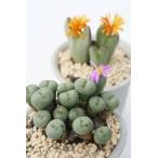 濃紫4〜5頭コノフィツム小型コマ型...