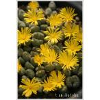 鳩笛3頭小型クラ型の昼咲き種、黄花...