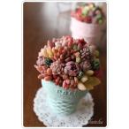  суккулентное растение .... декоративный элемент to - пастель мороженое n бесплатная доставка брак праздник . день рождения день рождения память день День матери интерьер декоративное растение много мясо ..