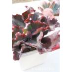 イブニングドレス カット苗 2寸ポット エケベリア 弁慶草科 多肉植物