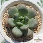 ショッピングエケベリア アリエル エケベリア 多肉植物 エケベリア通販 エケベリア販売 観葉植物