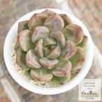 ショッピングエケベリア 苺飴 永遠ラベル付き エケベリア Echeveria ichigoame 2寸ポット 弁慶草科 多肉植物 多肉永遠苗