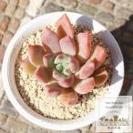 青苺大福 永遠ラベル付き エケベリア Mサイズ 5.5cmポット echeveria aoichigodaifuku 弁慶草科 多肉植物 苗 きれい 小〜中型種