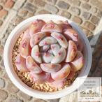 ショッピングエケベリア オレンジモンロー カット苗 エケベリア 2寸ポット 弁慶草科 多肉植物 苗 新築祝 新築祝 誕生日祝 開店祝 結婚式祝