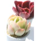 ピーチプリデ 2寸ポット エケベリア 弁慶草科 多肉植物 苗 新築祝 新築祝 誕生日祝 開店祝 結婚式祝