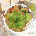 紅相生傘 エケベリア Mサイズ 5.5ｃｍポット 弁慶草科 多肉植物