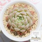 ショッピングエケベリア 小桃大福 永遠ラベル付き エケベリア Mサイズ 5.5cmポット 弁慶草科 多肉植物 苗 きれい 小〜中型種