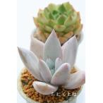 ショッピングエケベリア メキシカンジャイアント 2寸ポット エケベリア 弁慶草科 多肉植物 苗 新築祝 新築祝 誕生日祝 開店祝 結婚式祝