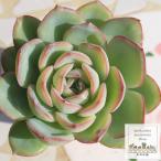 モーニングデュー  Mサイズ エケベリア 韓国苗 Echeveria MORNING DEW 多肉植物 薔薇咲 多肉植物 中型種 ロゼットタイプ きれい かわいい 観葉植物
