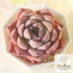 ショッピングエケベリア 桃黒大福 永遠ラベル付き エケベリア Echeveria momokurodaifuku 2寸ポット 弁慶草科 多肉植物 多肉永遠苗