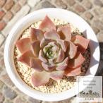 ショッピングエケベリア 桃薔薇姫 永遠ラベル付き エケベリア Mサイズ 5.5cmポット echeveria momobarahime 弁慶草科 多肉植物 苗 きれい 小〜中型種