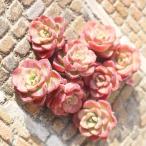 ショッピングエケベリア ノーブル エケベリア 1頭 Mサイズ 韓国苗 Echeveria noble 2寸ポット 弁慶草科 多肉植物