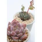 ショッピングエケベリア ラウリンゼ 2寸ポット エケベリア 弁慶草科 多肉植物 苗 新築祝 新築祝 誕生日祝 開店祝  韓国苗 多肉永遠苗