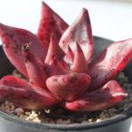 ショッピングエケベリア ロメオ×エボニー エケベリア 2寸ポット 韓国苗 弁慶草科 多肉植物 苗 新築祝 新築祝 誕生日祝 開店祝 結婚式祝