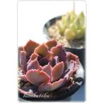 ショッピングエケベリア シャビアナ 2寸ポット エケベリア 弁慶草科 多肉植物 苗 新築祝 新築祝 誕生日祝 開店祝 結婚式祝