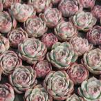 ショッピングエケベリア シルエット エケベリア 2寸ポット 韓国苗 弁慶草科 多肉植物 苗 新築祝 新築祝 誕生日祝 開店祝 結婚式祝