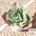ショッピングエケベリア 女王の花笠 カット苗 大型種 エケベリア 弁慶草科 多肉植物 苗