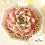 ショッピングエケベリア 桜シャーベット 永遠ラベル付き エケベリア Echeveria sakurasherbet 2寸ポット 弁慶草科 多肉植物 多肉永遠苗