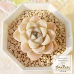 ショッピングエケベリア 白玉大福 永遠ラベル付き エケベリア Echeveria siratamadaifuku 2寸ポット 弁慶草科 多肉植物 多肉永遠苗