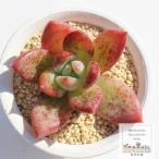 毒苺シャーベット 永遠ラベル付き エケベリア 弁慶草科 多肉植物 苗 新築祝 新築祝 誕生日祝 開店祝 結婚式祝