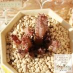 ヒストリクス フエルニア 6cmポット Huernia hystrix 珍し…
